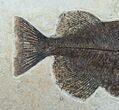 Superb Phareodus Fish - Scarce Species #6096-4